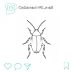Cucaracha thumbnail