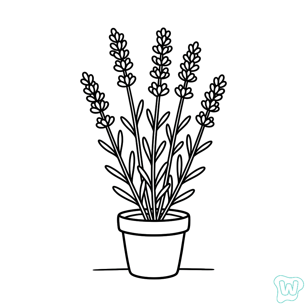 Lavanda páginas para colorear para imprimir