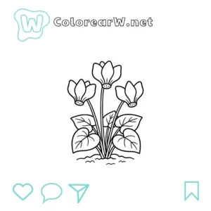 Ciclamen thumbnail
