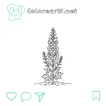 Delphinium thumbnail